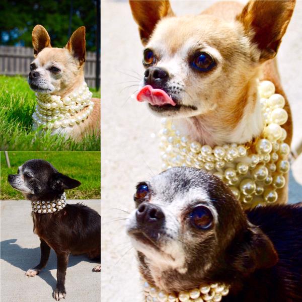 /Images/uploads/Bon Secours St Francis Foundation Inc/2017pearlsandpups/entries/4926thumb.jpg